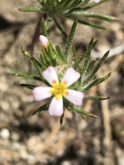 Leptosiphon ciliatus