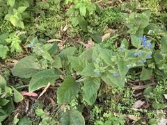 Pentaglottis sempervirens