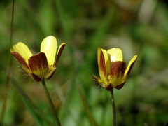 Ranunculus multiscapus