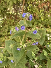 Pentaglottis sempervirens