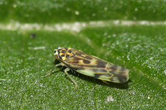 Eupteryx urticae
