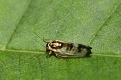 Graphopsocus cruciatus