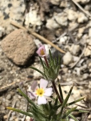 Leptosiphon ciliatus