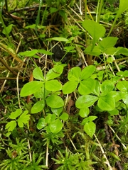 Galium kamtschaticum