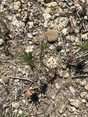 Leptosiphon ciliatus