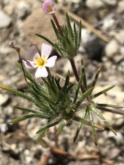 Leptosiphon ciliatus