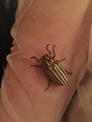 Polyphylla decemlineata