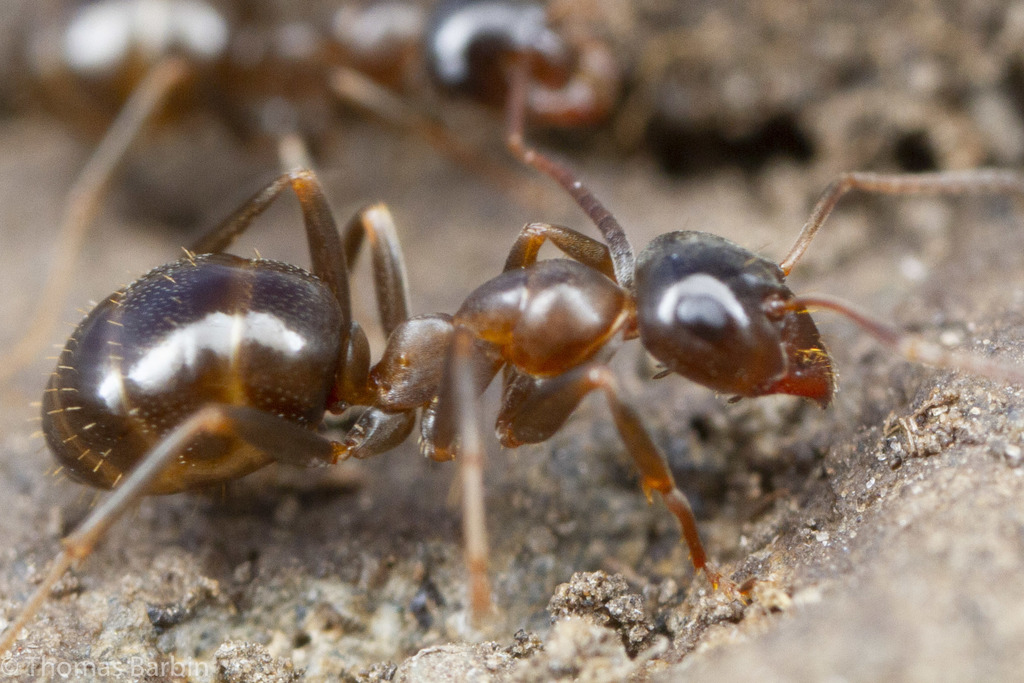 Wood, Mound, and Field Ants from Cariboo, BC, Canada on June 08, 2020 ...