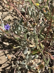 Allophyllum gilioides