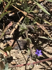 Allophyllum gilioides