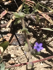 Allophyllum gilioides