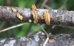 Gloeophyllum trabeum