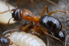 Formica subpolita