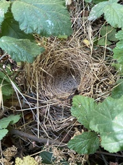 Zonotrichia leucophrys