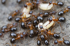 Formica subpolita