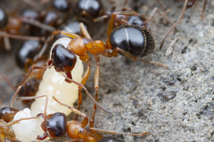 Formica subpolita