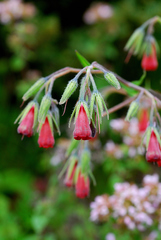 Onosma confertum