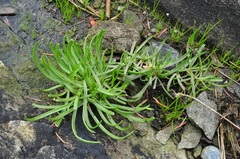 Plantago maritima juncoides