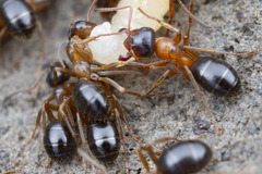 Formica subpolita