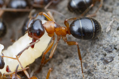 Formica subpolita