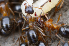 Formica subpolita