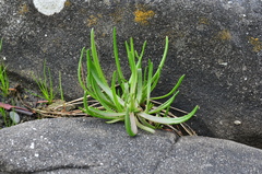 Plantago maritima juncoides