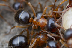 Formica subpolita