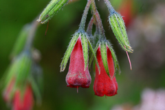 Onosma confertum