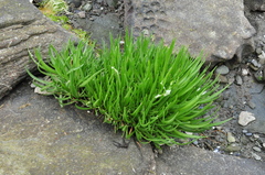 Plantago maritima juncoides