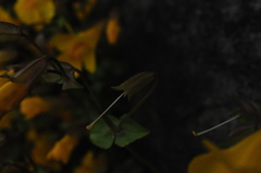 Erythranthe microphylla