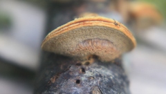 Gloeophyllum trabeum