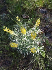 Lupinus sulphureus