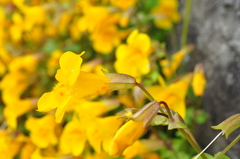 Erythranthe microphylla