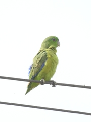 Forpus crassirostris