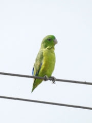 Forpus crassirostris