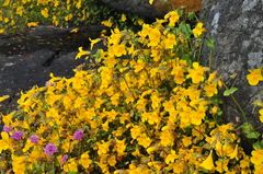 Erythranthe microphylla