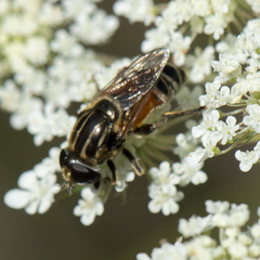 Merodon avidus