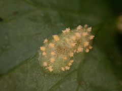 Puccinia pimpinellae