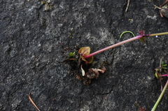 Erythranthe microphylla