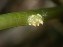 Puccinia pimpinellae