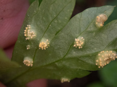 Puccinia pimpinellae