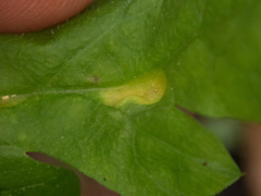 Puccinia pimpinellae