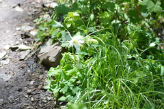 Aquilegia coerulea
