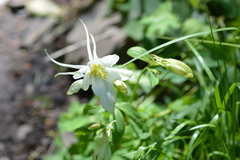 Aquilegia coerulea