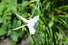 Aquilegia coerulea