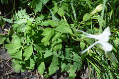 Aquilegia coerulea