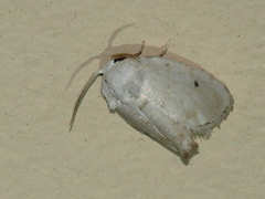 Niphopyralis chionesis