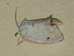 Niphopyralis chionesis