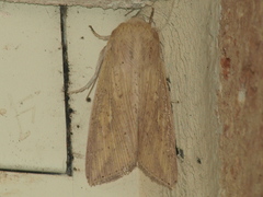 Mythimna semicana