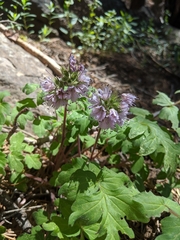 Hydrophyllum capitatum